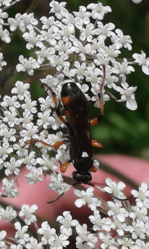 Ichneumon sarcitorius (Ichneumonidae)?